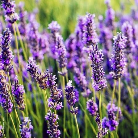 Élixir lavande Élixir lavande