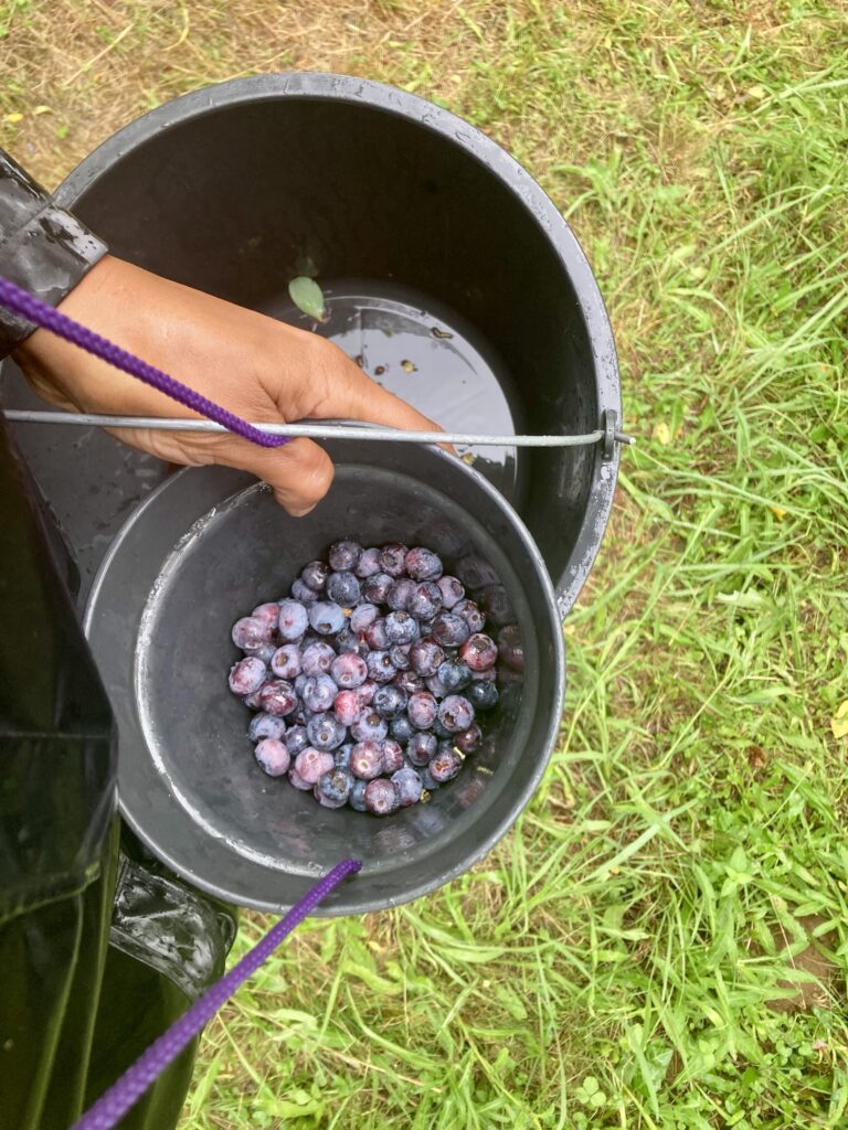 myrtilles cuillette3 bo mandine bijoux culinaires